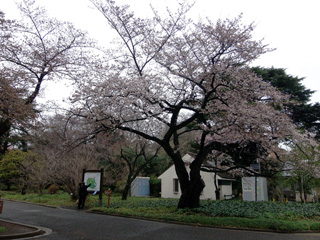 サービスセンター前の桜