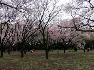 桜園地の様子