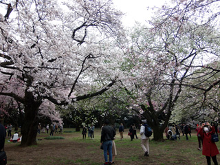 桜園地も満開の桜でいっぱい