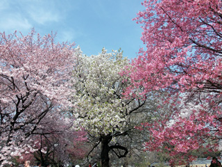 左からアメリカ・大島桜・陽光