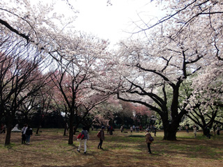 桜園地のたくさんの桜