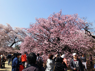 長州緋桜、満開