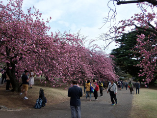 関山の桜並木（C2付近）