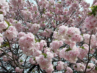 ブーケのような桜の花束