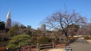 「中の池」付近の修善寺寒桜