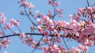 河津桜、6～7分咲き