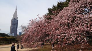 翔天亭横の寒桜、7分咲き
