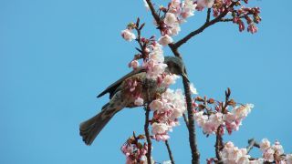 寒桜に遊びに来ていたヒヨドリ