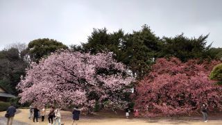 右側の寒桜が満開を迎える