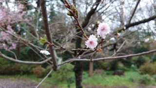 子福桜（コブクザクラ）、小ぶりの花