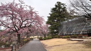 修善寺寒桜、5～6分咲き