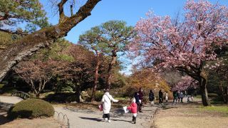 楽羽亭の寒桜、日本庭園の趣が楽しめます
