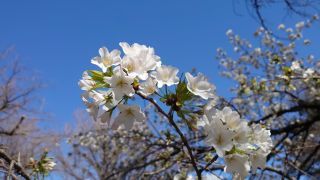 真っ白な花が特徴の大島桜