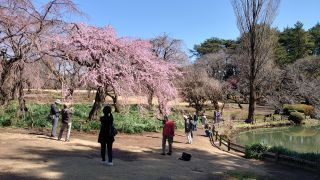 満開に見えるほど、しだれ桜が咲いています