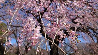 しだれ桜は5分咲き
