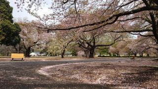 サービスセンター付近は桜のじゅうたん
