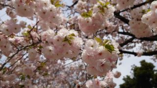 もこもこした八重桜