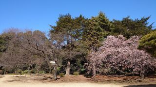 昨年の寒桜