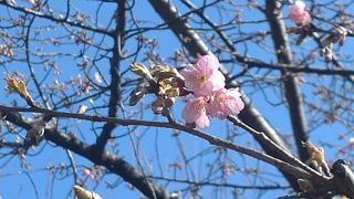 河津桜、ぽつぽつと咲いています