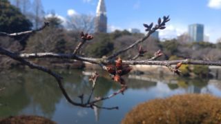 修善寺寒桜、まだつぼみ