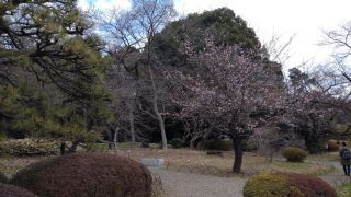 日本庭園にある寒桜もオススメです