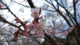 小ぶりのかわいい桜が楽しめます