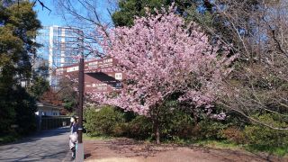 椿寒桜、満開です