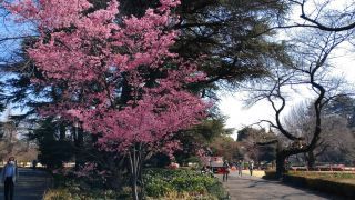 オカメ桜も満開