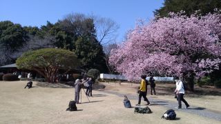 翔天亭近くの寒桜、満開