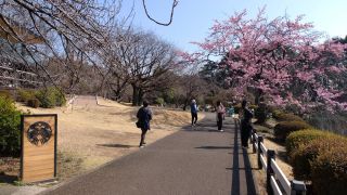 修善寺寒桜もほぼ満開