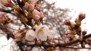 ソメイヨシノ、開花！