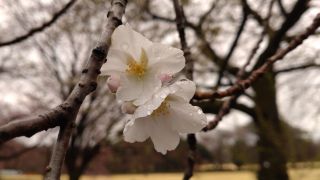 大島桜も開花しました