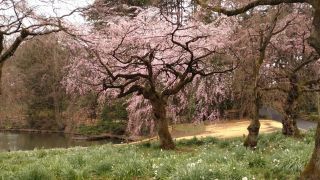 しだれ桜もほぼ満開です①