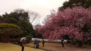 地面を見ると寒桜は散り始めていることがわかります