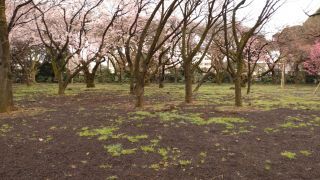 桜園地、地面にもみどりが増えました