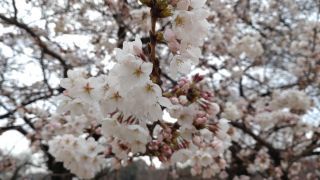 順調に開花が進んでいます