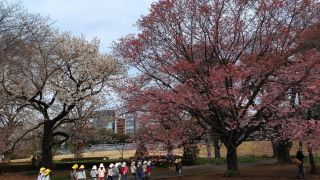 陽光と大島桜