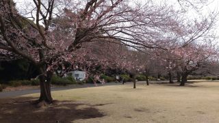 江戸彼岸、開花