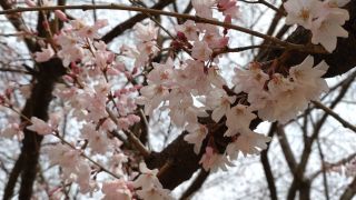 江戸彼岸の花