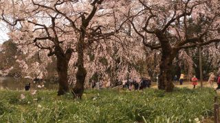 しだれ桜も満開です