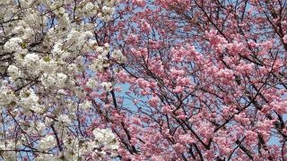 陽光と大島桜、ほぼ満開