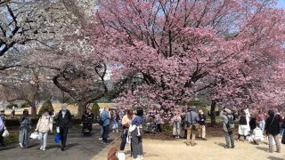 多くのお花見客が集まっていました