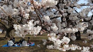 ソメイヨシノも開花が進んでいます