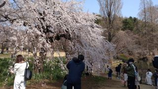 しだれ桜も満開