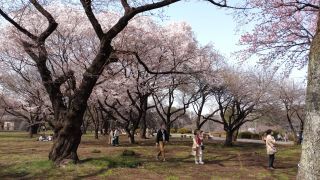 桜園地の様子