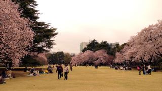 新宿門付近、ソメイヨシノ満開