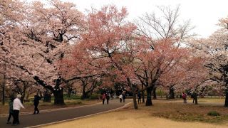 高遠小彼岸、散り始め