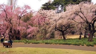 しだれ桜はまだまだ見頃です