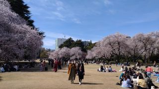 新宿門付近、今日も多くの方がお花見を楽しんでいました