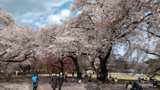 桜は満開ですが、地面は真っ白